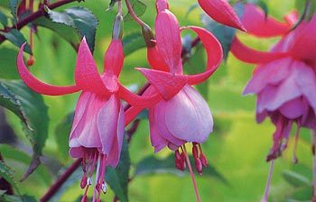 Fuchsia5.jpg